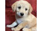 Miniature Labradoodle Puppy for sale in Greenwood, IN, USA