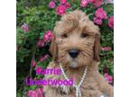Goldendoodle Puppy for sale in Beaver Dam, WI, USA