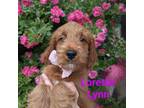 Goldendoodle Puppy for sale in Beaver Dam, WI, USA