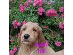 Goldendoodle Puppy for sale in Beaver Dam, WI, USA