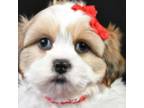 Shih Tzu Puppy for sale in Beaumont, TX, USA