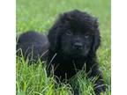 Newfoundland Puppy for sale in Hayes, VA, USA