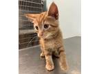 Rupert Domestic Shorthair Kitten Male