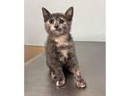 Minnie Domestic Shorthair Kitten Female