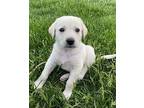 Molly Great Pyrenees Puppy Female