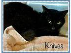 KNIVES Domestic Shorthair Adult Male