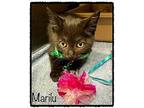 MARILU (see also Weasel) Domestic Shorthair Kitten Female