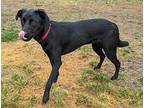 LunaBelle Labrador Retriever Adult Female