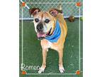 ROMEO Boxer Senior Male