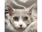 Mia Domestic Mediumhair Kitten Female