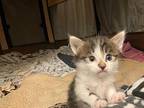 Meadow Domestic Shorthair Kitten Female