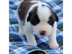 Saint Bernard Puppy for sale in Elkhart, IN, USA