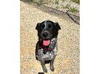 Bailey Australian Cattle Dog Adult Female