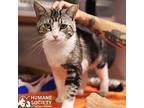 JJ Domestic Shorthair Young Male