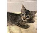 KUZCO Domestic Shorthair Kitten Male