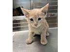 Bullet Domestic Shorthair Kitten Male