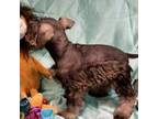 Schnauzer (Miniature) Puppy for sale in Amado, AZ, USA