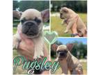 Pugsley