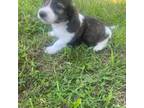 Dachshund Puppy for sale in Grove, OK, USA