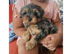 Morkie poo female