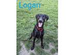Logan, Doberman Pinscher For Adoption In Grand Rapids, Michigan