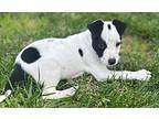 Sally, Jack Russell Terrier For Adoption In Shawnee, Oklahoma