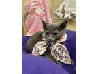 Athena, Russian Blue For Adoption In Parlier, California