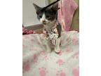 Katerina, Domestic Shorthair For Adoption In Parlier, California