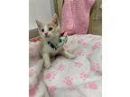 Dino, Domestic Shorthair For Adoption In Parlier, California