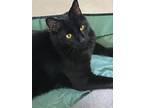 Louie, Domestic Shorthair For Adoption In Spring Lake, New Jersey