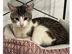 Stallone, Domestic Shorthair For Adoption In Palatine, Illinois