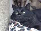 Lucifer, Domestic Longhair For Adoption In Missoula, Montana