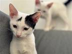 Moon, Oriental For Adoption In Herndon, Virginia