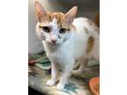 Lucy, Domestic Shorthair For Adoption In Blountville, Tennessee