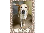 Rosco, Labrador Retriever For Adoption In Richmond, Texas