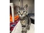 Ben (with Jerry), Domestic Shorthair For Adoption In Richmond, Virginia