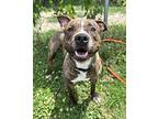 General Toeso, American Pit Bull Terrier For Adoption In Richmond, Virginia