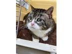 Joanne (mcas), Domestic Shorthair For Adoption In Troutdale, Oregon