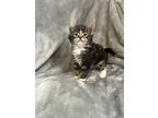 Junior, Domestic Shorthair For Adoption In Steinbach, Manitoba