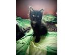 Jimmy, Domestic Shorthair For Adoption In Steinbach, Manitoba