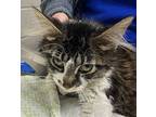 Maudie (mcas), Domestic Mediumhair For Adoption In Troutdale, Oregon