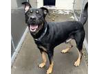 Osiris (finder), Terrier (unknown Type, Medium) For Adoption In Troutdale