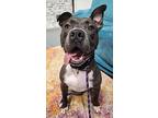 Relay, American Pit Bull Terrier For Adoption In Columbus, Ohio