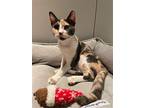 Phoenix Nash, Calico For Adoption In Chandler, Arizona