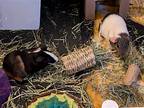 Twig And Mars, Guinea Pig For Adoption In Philadelphia, Pennsylvania