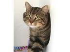 Rambo, Domestic Shorthair For Adoption In Fishers, Indiana