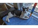 Alfie, Domestic Shorthair For Adoption In Roslindale, Massachusetts