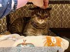 Haley, Domestic Shorthair For Adoption In O'fallon, Missouri