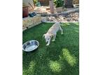 Calvin, Terrier (unknown Type, Medium) For Adoption In San Antonio, Texas