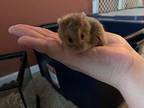 Koa, Hamster For Adoption In Aurora, Illinois